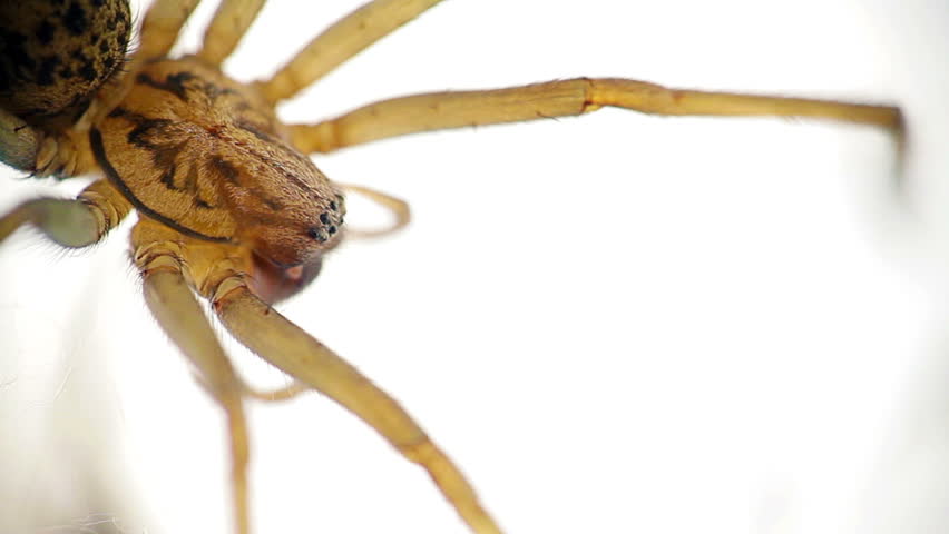 Closeup macro of  spider on white isolated background (selective focus)
