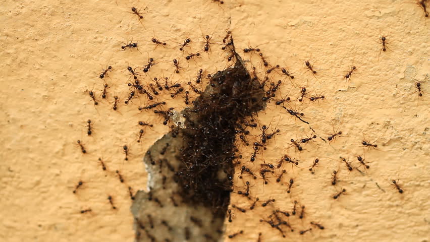 Куча муравьев. Много муравьёв. Муравьиные кучки. Кучка муравьев.