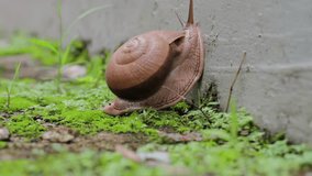 Snail crawls on the yard