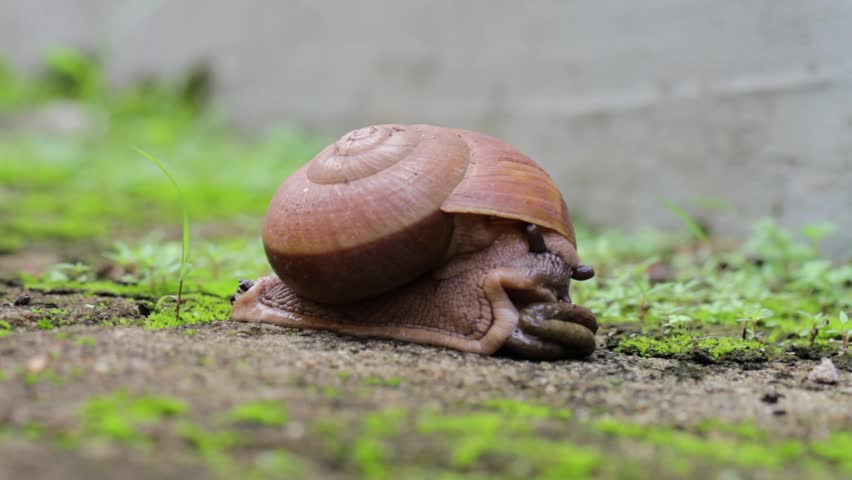 Snail crawls on the yard | Shutterstock HD Video #27405568