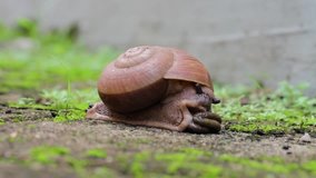 Snail crawls on the yard