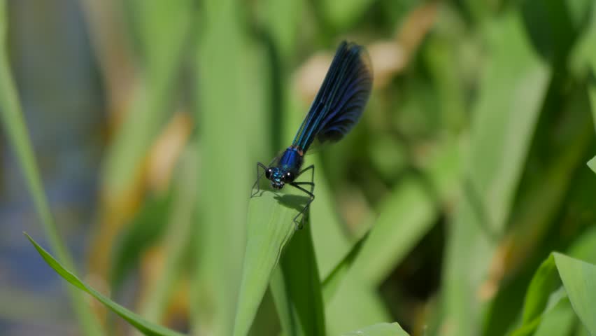 Beautiful dragonfly hunting for bugs on the blade of grass.