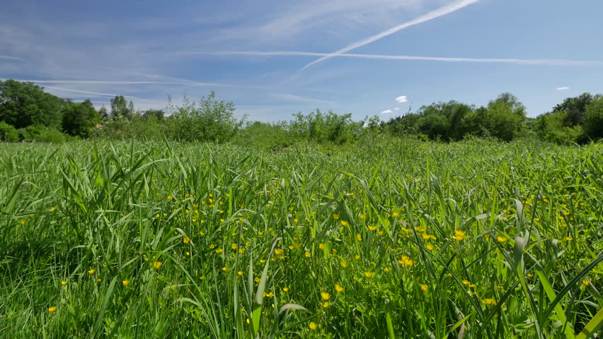 Green meadow in spring time. Beautiful day on the fresh meadow full of herbs and flowers.