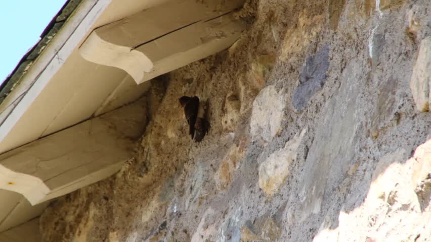 Mud Swallow Nests on a Stone Wall