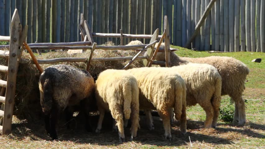 Sheep at a farm