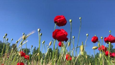 Red poppies on the background of the sky and the forest swaying in the wind on a summer day