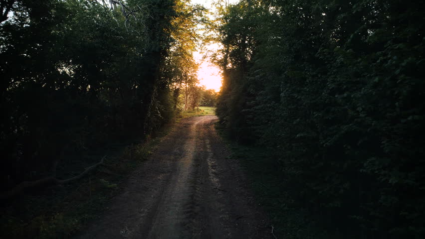 Revealing shot of girl in the forest looking at sunset