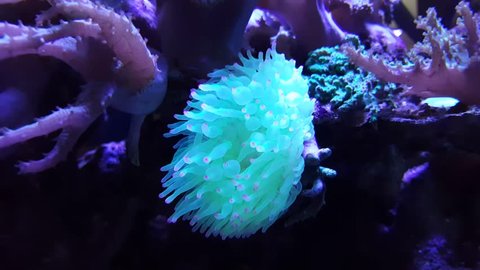 Soft coral underwater.