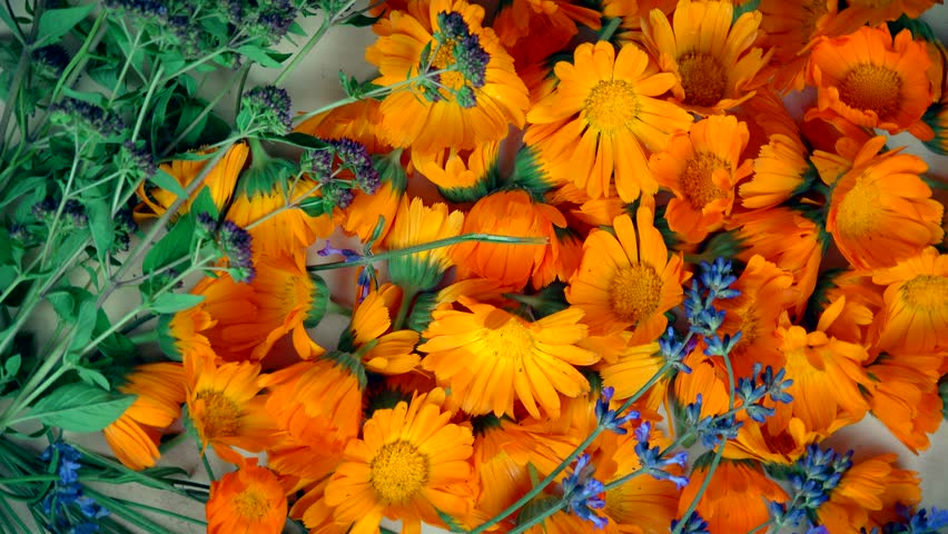 freshly picked marigold lavender oregano herb Stock Footage Video (100% ...