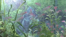Fish and green plants in an aquarium