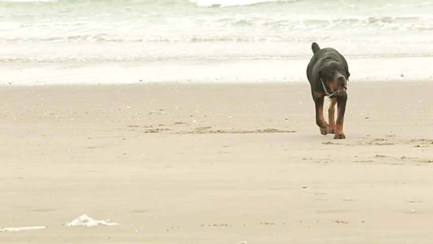 Adult Rottweiler purebred chasing a ball on the beach, slow motion HD footage