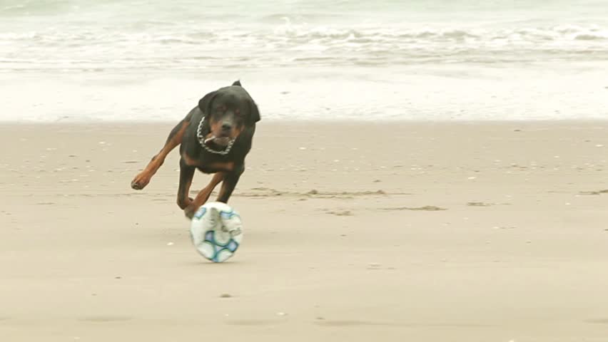 Adult Rottweiler purebred chasing a ball on the beach, slow motion HD footage