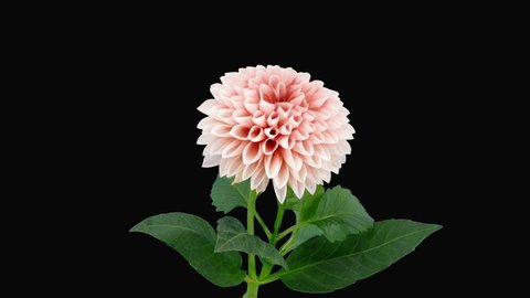 Time-lapse of opening pink dahlia flower in RGB + ALPHA matte format isolated on black background