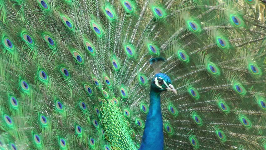 Beautiful peacock close-up