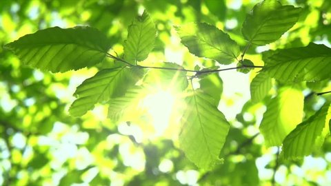 Nature background. Beautiful Sun shine through the blowing on wind tree green leaves. Blurred abstract bokeh with sun flare. Sunlight. Sunflare. Slow motion 4K UHD video 3840X2160 
