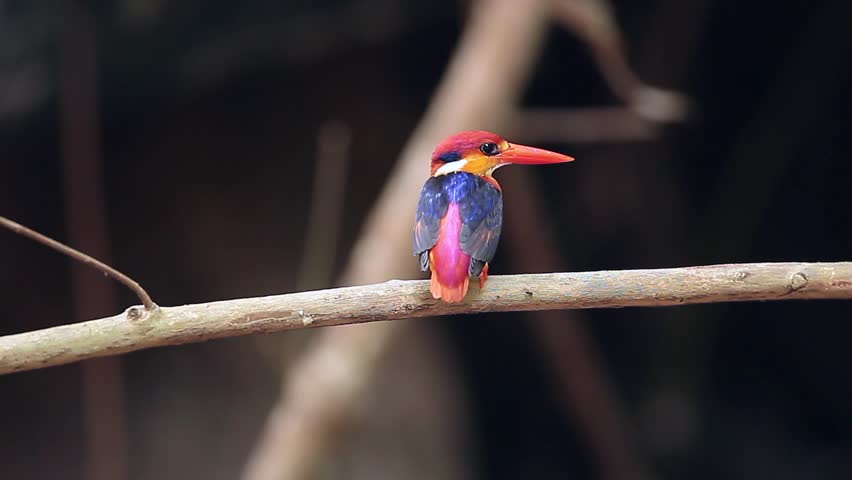 Black-backed Kingfisher standing in branch and waiting catch fish or insect at tropical rainforest National Park of Thailand 
