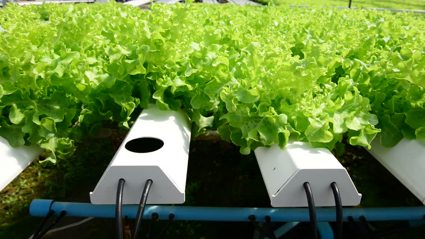 Cultivation hydroponic green vegetable in farm plant hydroponic plantation  Royalty-Free Stock Footage #27431986
