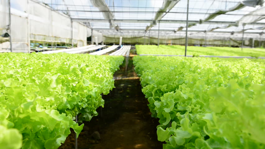 Cultivation hydroponic green vegetable in farm plant hydroponic plantation  Royalty-Free Stock Footage #27431989