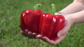 High quality video of hands holding bell pepper in real 1080p slow motion 250fps