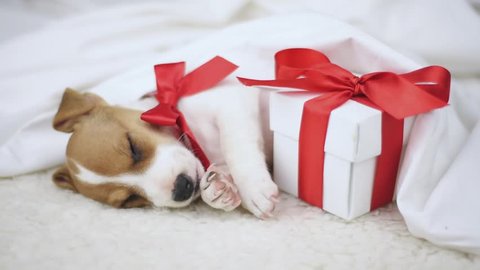 Jack Russel Terrier Puppy Sleeping Video De Stock 100 Libre De Droit Shutterstock