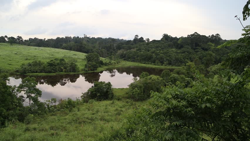 Meadow is an area where vegetation is mostly grass (Poaceae), but also found the plant Wong Reed meadows naturally occurring on all continents.