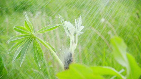 Hairy caterpillar sitting on grass under summer rain, slow motion