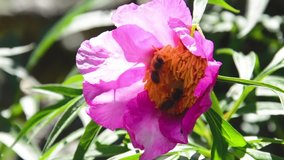 Peony flower (Paeonia anomala) and bee in in wild nature - macro