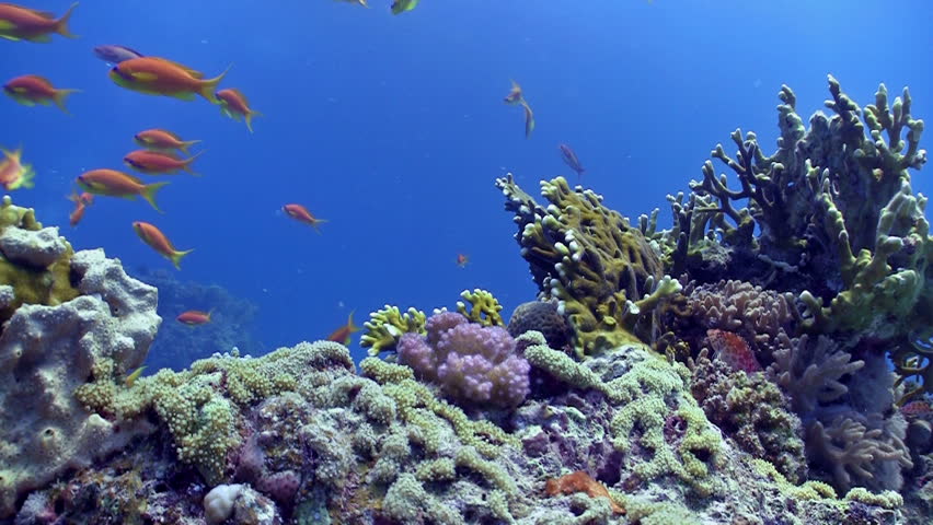 Colorful Fish on Vibrant Coral Reef, static scene, Red sea