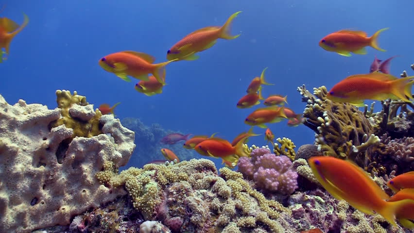 Colorful Fish on Vibrant Coral Reef, static scene, Red sea