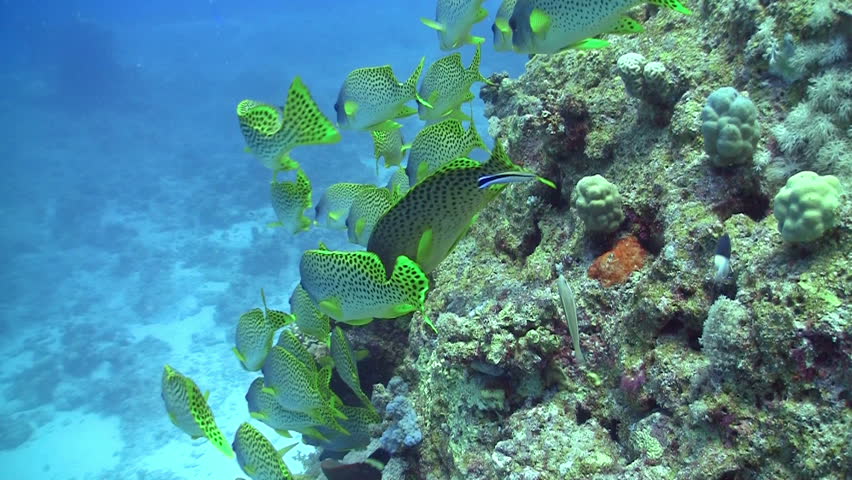 Colorful Fish on Coral Reef, Red sea