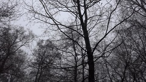 dark silhouette trees and branches in the woods with panning camera  from sweden nature