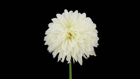 Time-lapse of dying white dahlia flower 3a3 in RGB + ALPHA matte format isolated on black background

