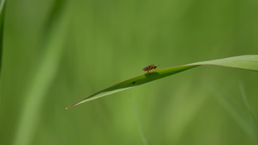 Little bug sitting on the blade of grass.