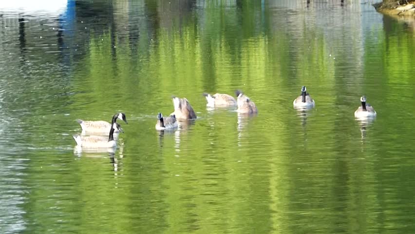 duck family in the pond