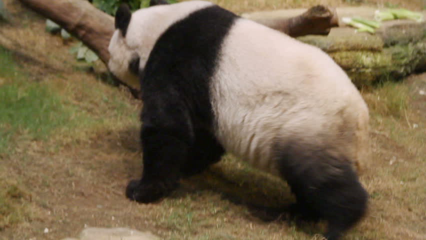 Giant Panda Walking On The Ground