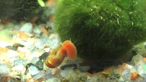 Snail cleans the glass in an aquarium and moss kladofora spherical (Aegagropila linnaei)