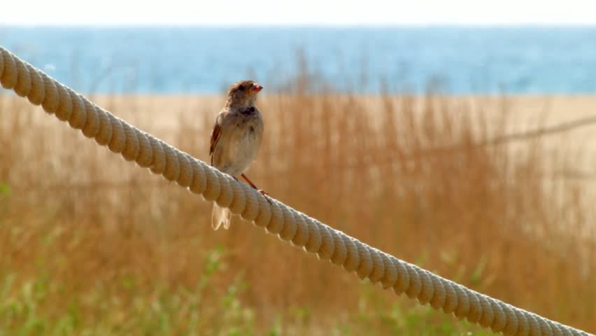 Bird On The Rope near the sea
