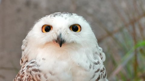 Close up snowy owl eye.