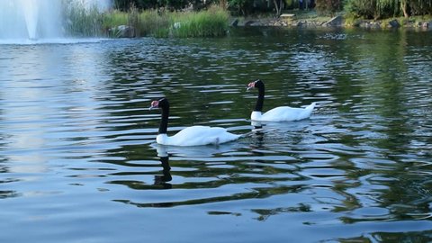 Thow gracious black necked swans and ruddy shelducks swim in a beautiful pond