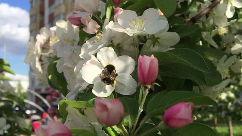 Bumblebee at apple blossom tree in city