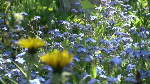 Slow Motion. Glade of Flowers of Forget-Me-Nots Illuminated by Sunlight. Yellow Dandelions and Blue Forget-Me-Nots