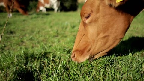 A Close up of a Brown and White Cow's Head Grazing in the Pasture, eating Green Grass