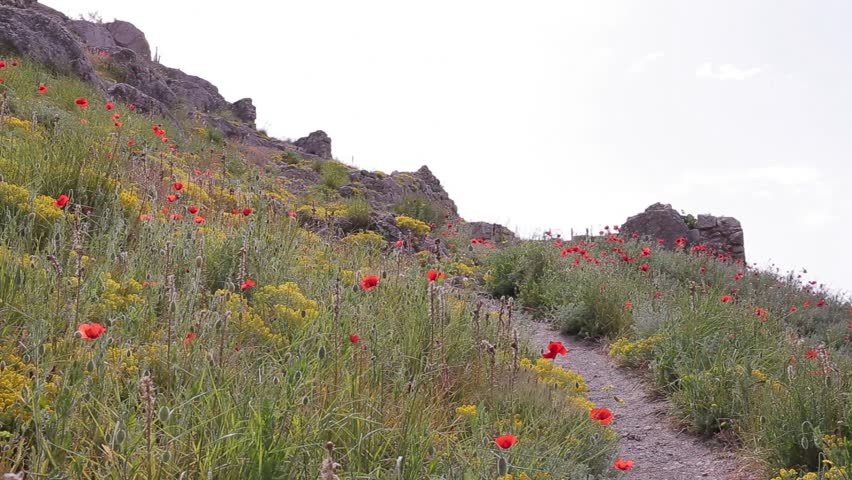 A young woman is walking along a poppy field. Sunny day