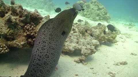 Morays on Coral Reef, Red sea