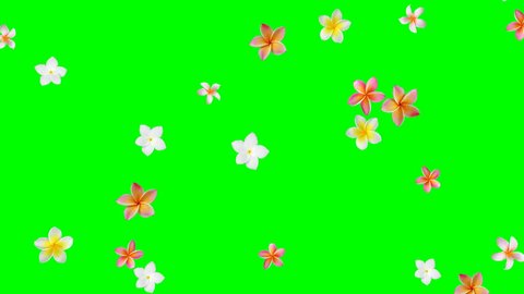 Flower background animation (Frangipani, Plumeria) - seamless looping, green screen, 4K
