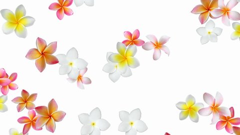 Flower background animation (Frangipani, Plumeria) - seamless looping, alpha channel, 4K
