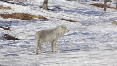arctic wolf looks at you and walks