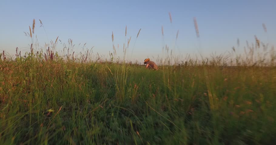 Camera from below: mature woman in hat on summer meadow collects herbs sage flowers at sunset