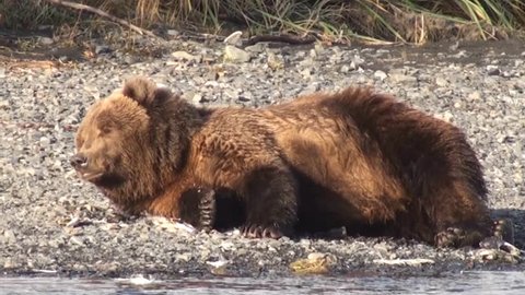 Brown bear taking a nap after having a salmon lunch