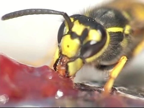 A close-up of a wasp eating jelly. Sequence in slow motion at 300fps. Stock Video